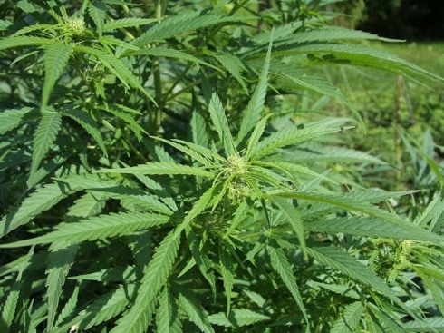 490x370-1024px-Cannabis-sativa-plant-4.jpg