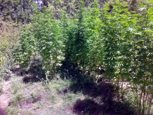 Marihuana-Pirot-foto-MUP.jpg