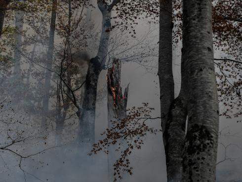 Gorela i bukova šuma