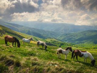 stara planina