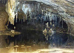 cerjanka