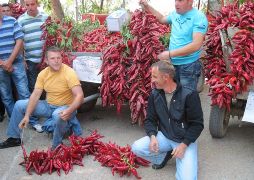 Paprika Lokosnica 4