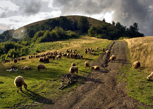 Sheep Stara planina