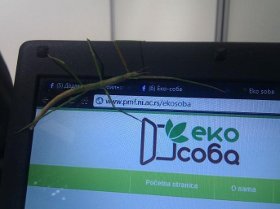 zivuljka