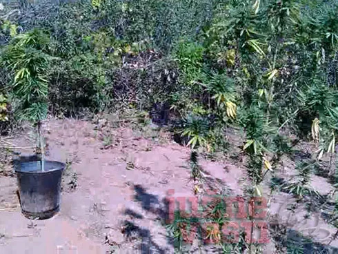 marihuana doljevac