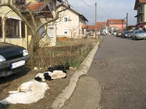 otrovani psi u ulici