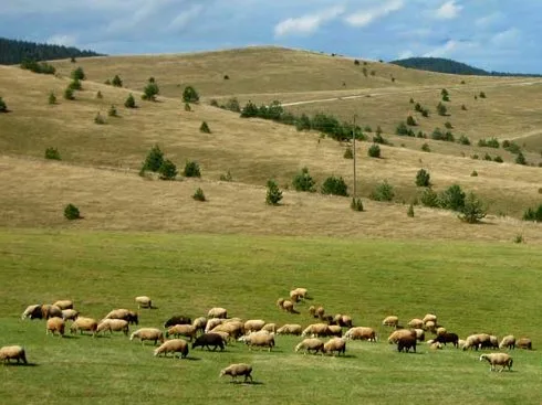 ovce zlatibor vizijadanas
