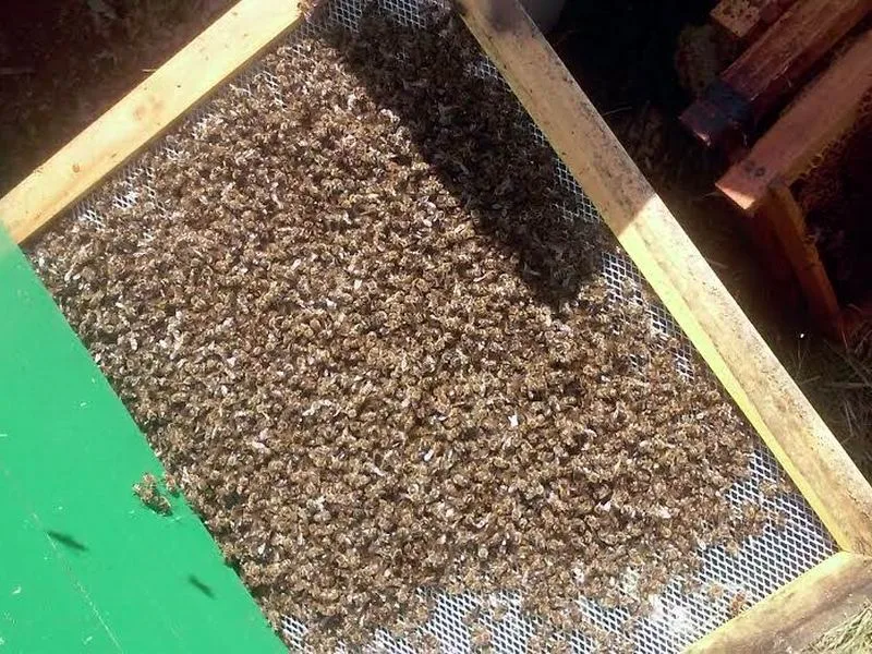 pcele uginule zbog pesticida
