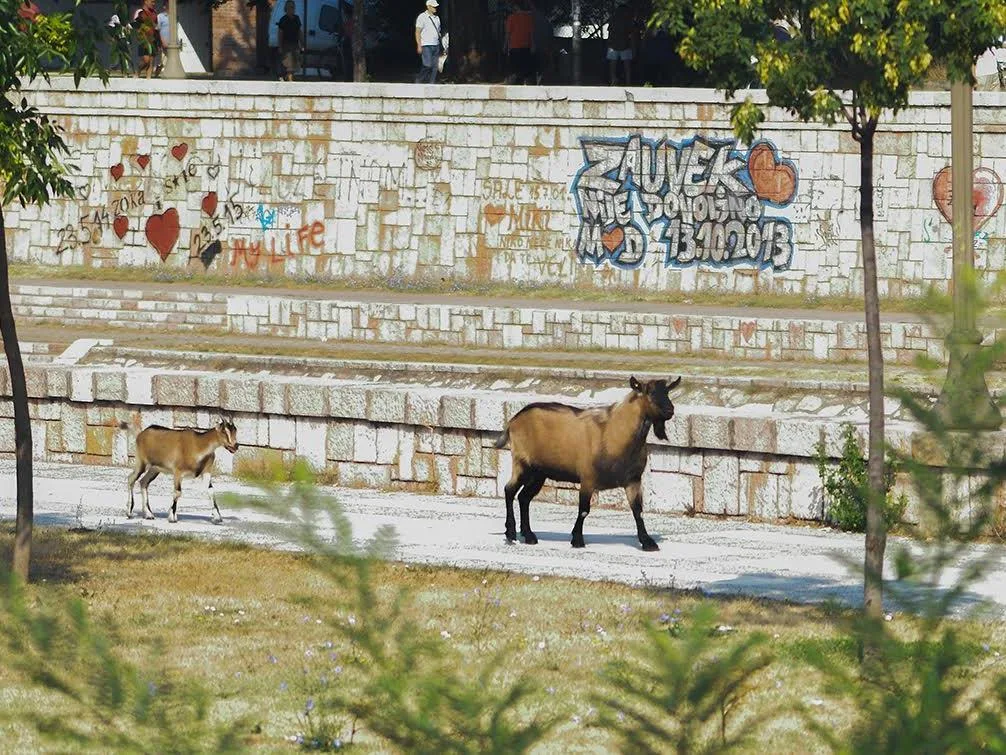 kej koza