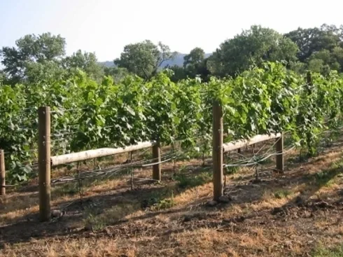 490x370 vinograd
