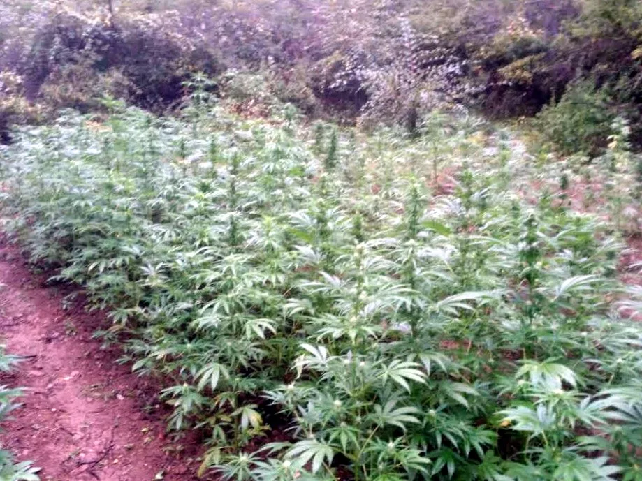 Marihuana foto MUP