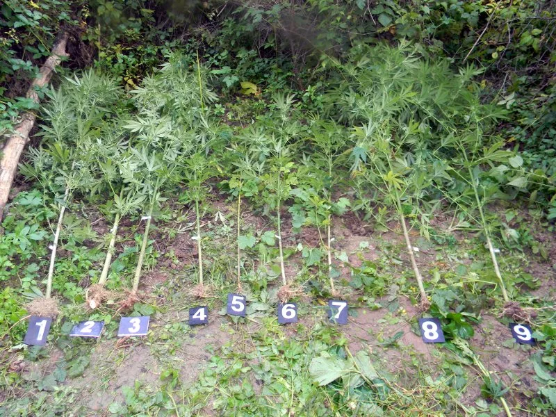 marihuana PU Pirot