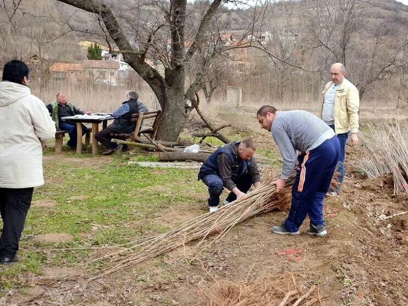 podela sadnica prokuplje foto lj m
