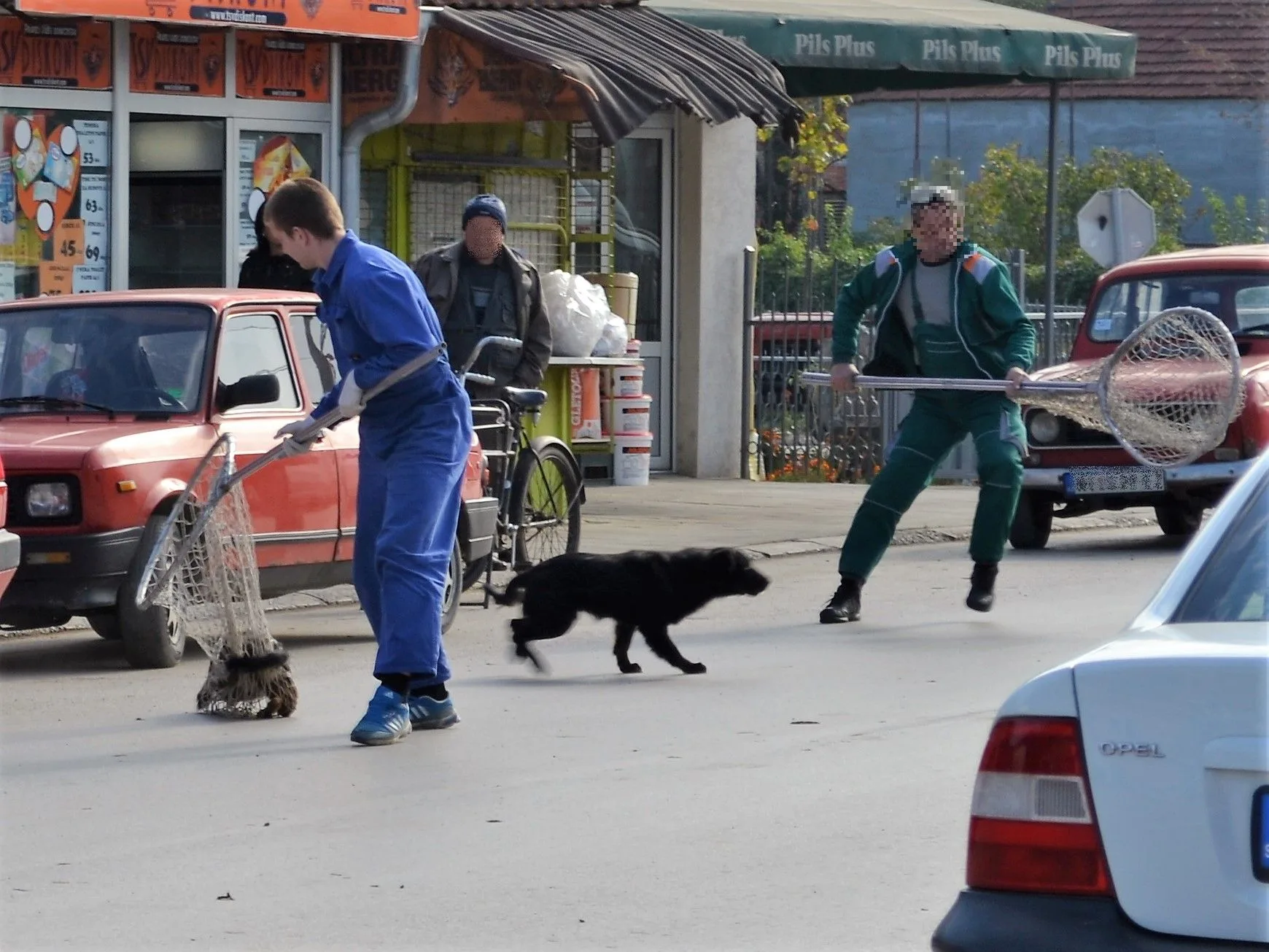 hvatanje psi lutalice foto aleksandar kostic