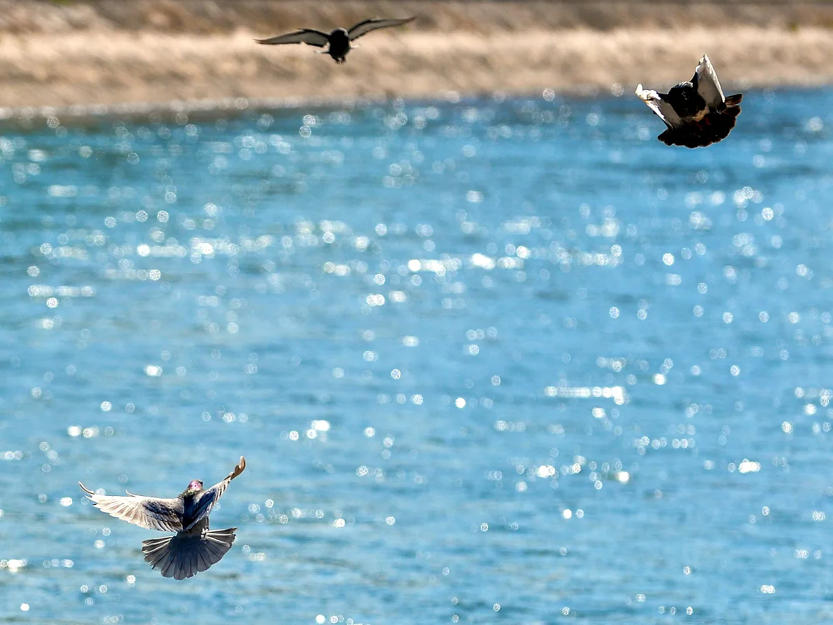 nisava glavna foto vanja keser