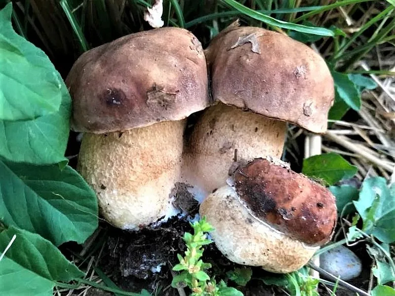 pecurke vrganj foto o r