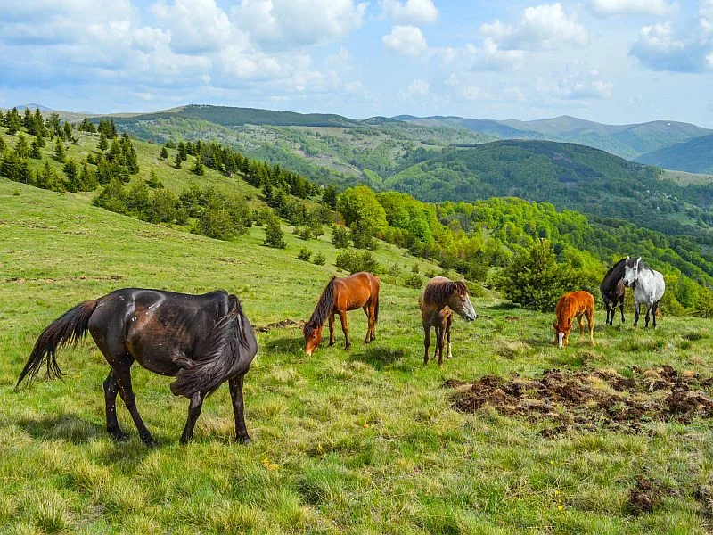 konji domaci brdski bosilegrad foto nenad stojnev
