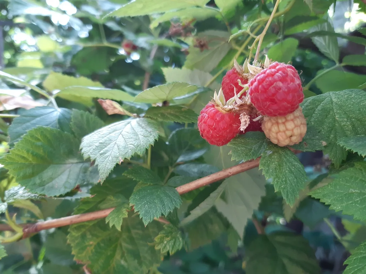 Maline foto Bojana Antic