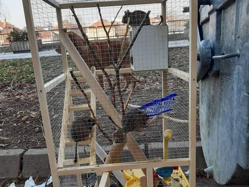 veverice kontejner foto zooplanet