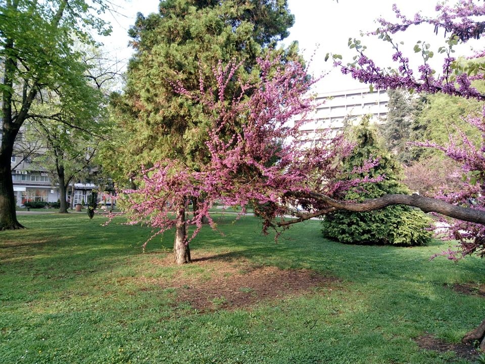 Park Leskovac foto Bojana Stamenkovic