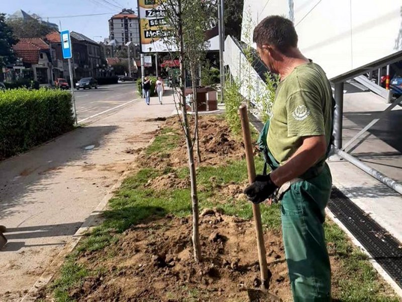Nove sadnice kod parkinga avgust 2020 foto JKP Mediana