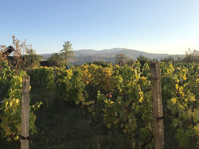 vinograd