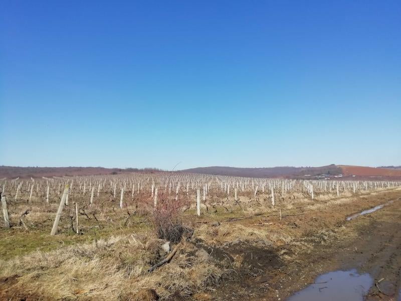 vinogradi foto mm